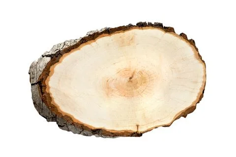 Tree cut isolated on white background. Large circular piece of wood cross sec Stock Photos