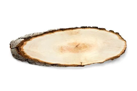 Tree cut isolated on white background. Large circular piece of wood cross sec Stock Photos