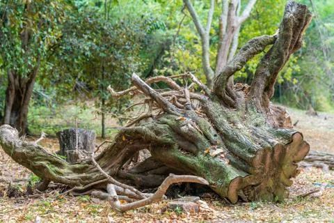 Tree cut in the middle of a forest, deforestation Stock Photos