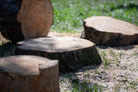 Tree cut nearly to its base on a sunlit clearing, showcasing forestry work or Stock Photos
