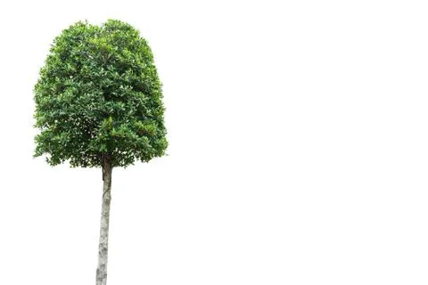 Tree cut out with copy space on isolated white Stock Photos