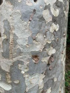 Tree cut with peeling bark Stock Photos