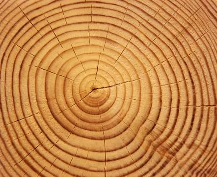 Tree cut Stock Photos