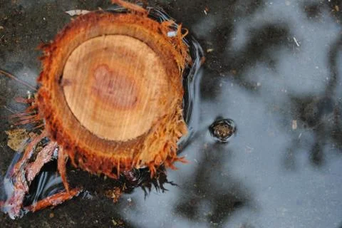 Tree cut Stock Photos