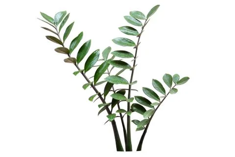 Tree cut Stock Photos