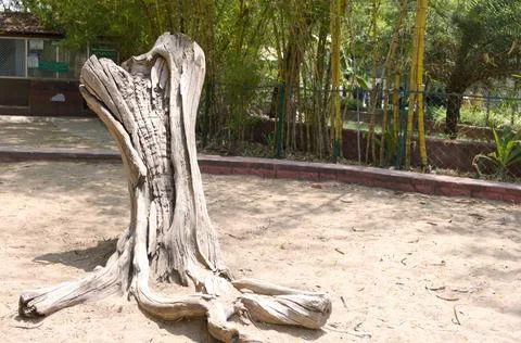 Tree cut Stock Photos