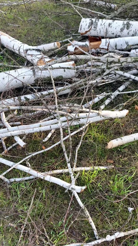 A tree cut to pieces. Birch. Summer. Vertical video Stock Footage 282789971