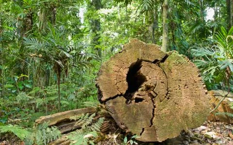 Tree cut in rainforest Stock Photos