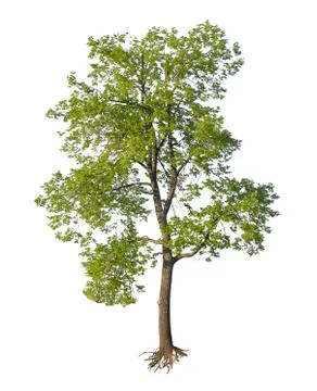 Tree with cut roots isolated Stock Photos