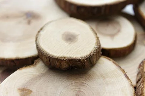 Tree Cut Samples are isolated on a white background Stock Photos