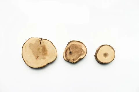 Tree Cut Samples are isolated on a white background Stock Photos
