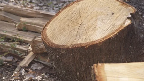 Tree cut with saw Vidéo 105727626