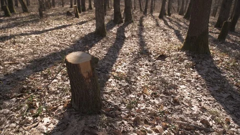 The tree is cut by a saw in the forest Vidéo 105726912