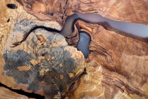 Tree cut slice section, uneven shape, natural texture, soft colored brown and Stock Photos