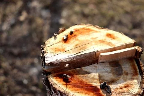 Tree cut, stump on cut apple tree in garden with flies on surface Stock Photos