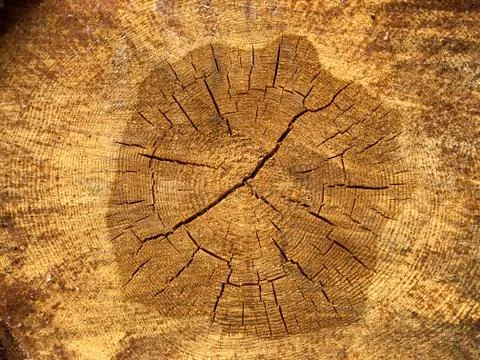 Tree cut surface closeup. Rough organic texture of tree rings Stock Photos