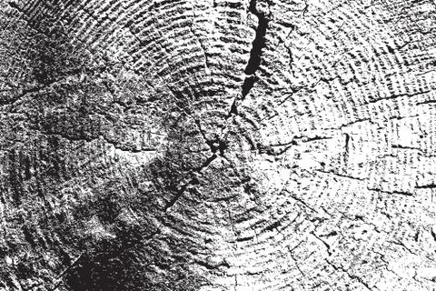 Tree cut texture Stock Illustration