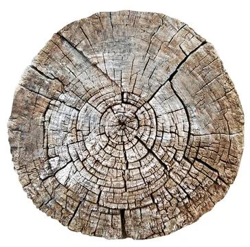 Tree cut trunk isolated 스톡 사진