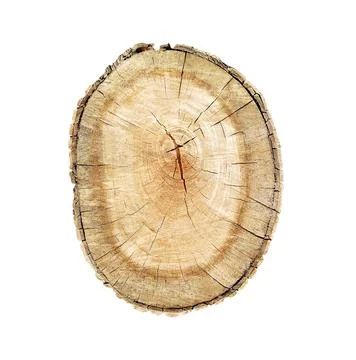 Tree cut trunk isolated 스톡 사진