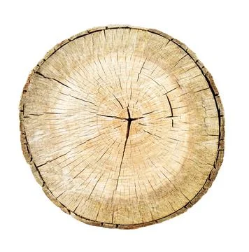 Tree cut trunk 스톡 사진