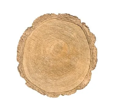 Tree cut trunk 스톡 사진