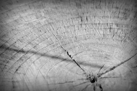 Tree cut trunk texture close up. Wooden background black and white Stock Photos