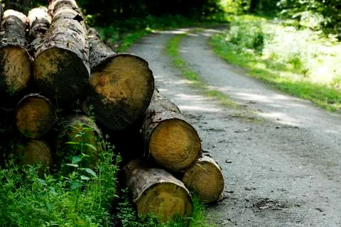 Tree cut on wild German forest with a road background high quality Stock Photos