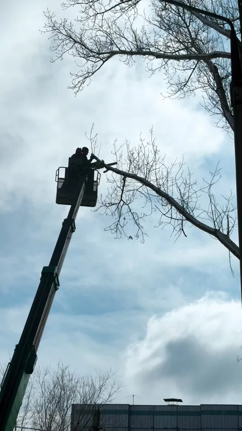 Tree cut worker. Pruning and thinning out in the city using a cherry picker and Stock Footage 311990835