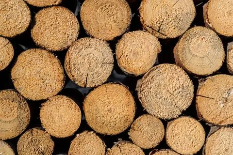 Tree cuts Stock Photos