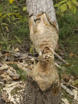 Tree cutted by beaver Stock Photos