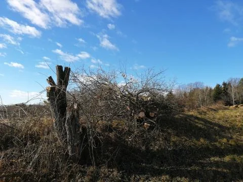TREE  cutted/killed Stock Photos