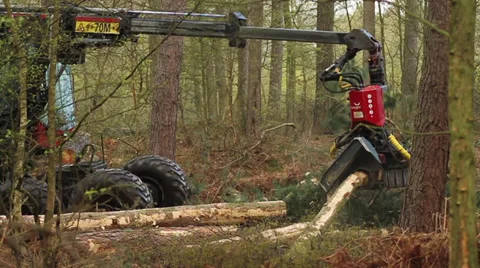 Tree cutter : Timber Logging Havester : Skidder, (Shot at 50fps) Stock Footage 33632323