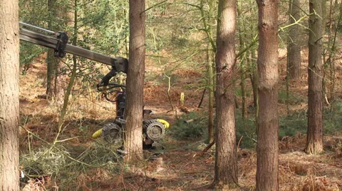 Tree cutter : Timber Logging Havester : Skidder, Version 1 Stock Footage 33636296