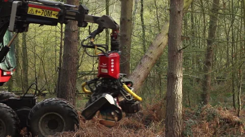 Tree cutter : Timber Logging Havester : Skidder, Version 3 Stock Footage 33640949