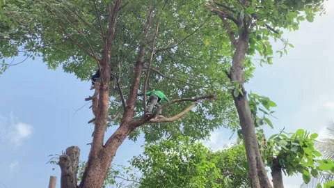 Tree cutters trimming tree branches Stock Footage 341664064