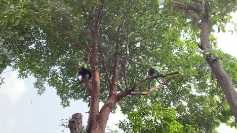 Tree cutters trimming tree branches Stock Footage 341664092