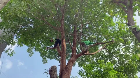 Tree cutters trimming tree branches Stock Footage 341664127