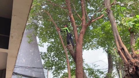 Tree cutters trimming tree branches Stock Footage 341664128
