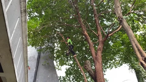 Tree cutters trimming tree branches Stock Footage 341664163