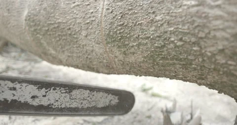 Tree cutting in the amazon 02 Stock Footage 151368090