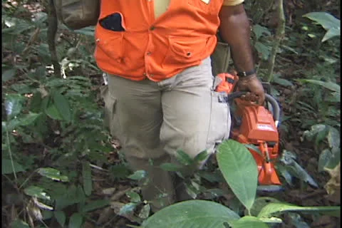 Tree cutting in the Amazon Stock Footage 24265486