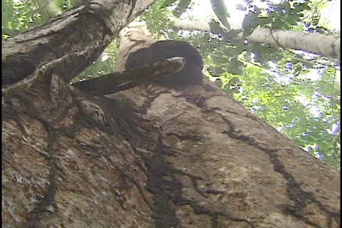 Tree cutting in the Amazon Stock Footage 24266263