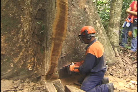 Tree cutting in the Amazon Stock Footage 24266410