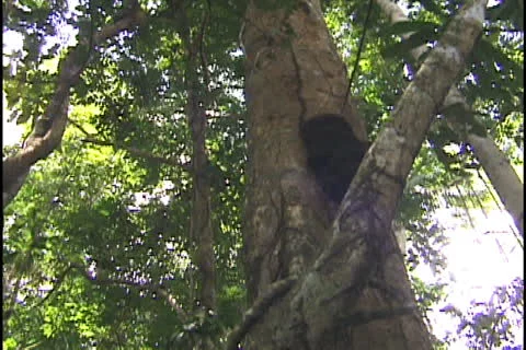 Tree cutting in the Amazon Stock Footage 24266887