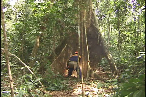 Tree cutting in the Amazon Stock Footage 24267377