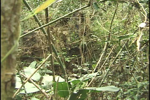 Tree cutting in the Amazon Stock Footage 24268959