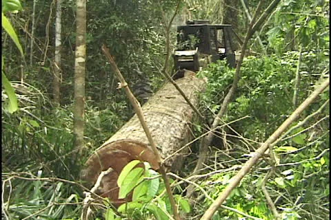 Tree cutting in the Amazon Stock Footage 24269769
