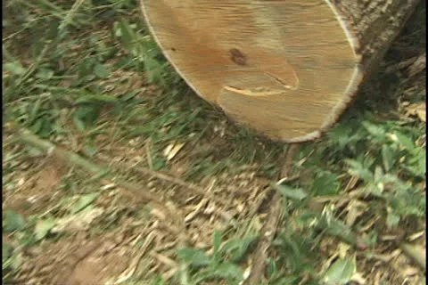 Tree cutting in the Amazon Stock Footage 24269787