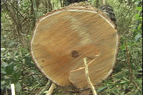Tree cutting in the Amazon Stock Footage 24270978