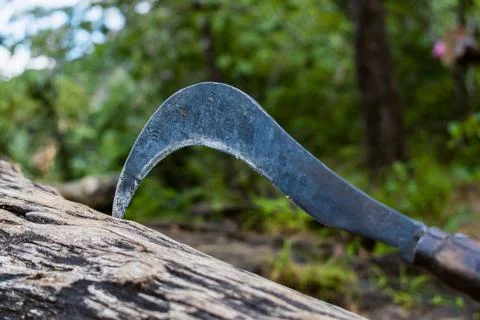Tree cutting with bill hook, deforestation concept. Stock Photos